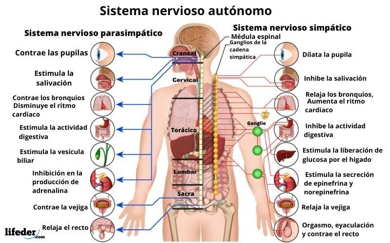 Sistema nervioso y reproductor