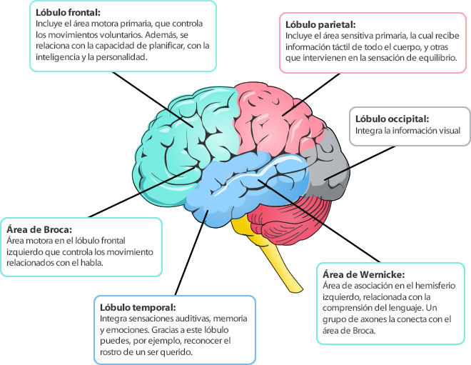 Sistema nervioso y reproductor
