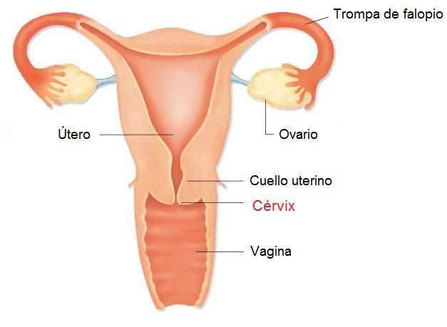 Sistema nervioso y reproductor