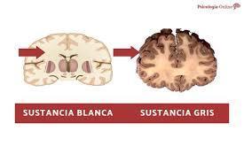 Las Similitudes en Femenino y Masculino