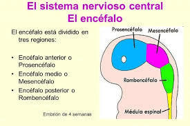 Las Similitudes en Femenino y Masculino