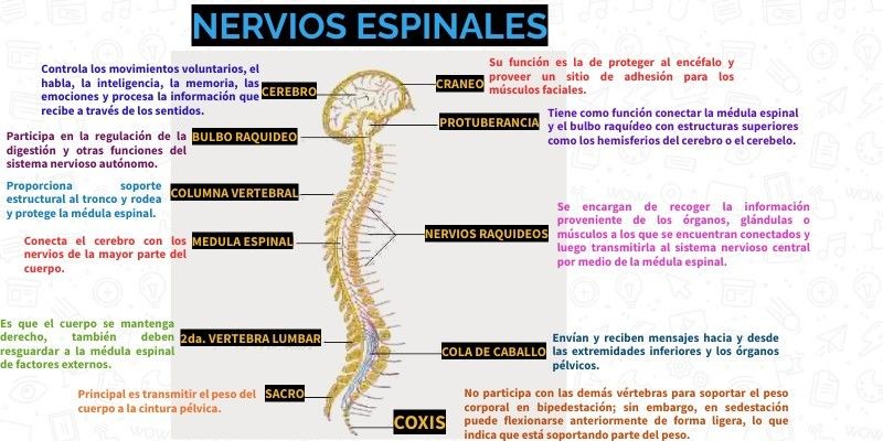 Las Similitudes en Femenino y Masculino
