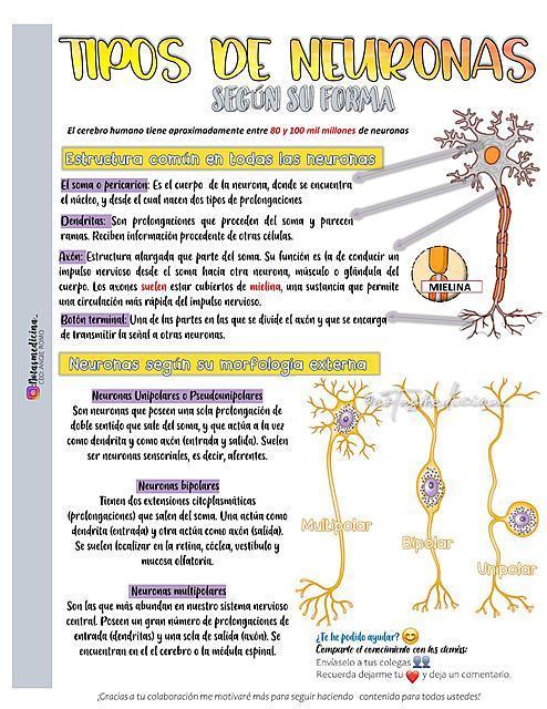 Las Similitudes en Femenino y Masculino