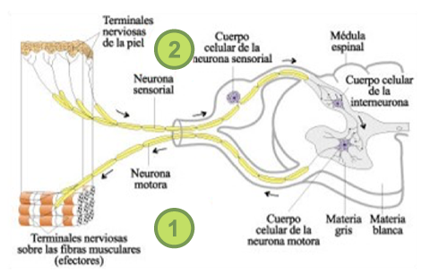 Las Similitudes en Femenino y Masculino