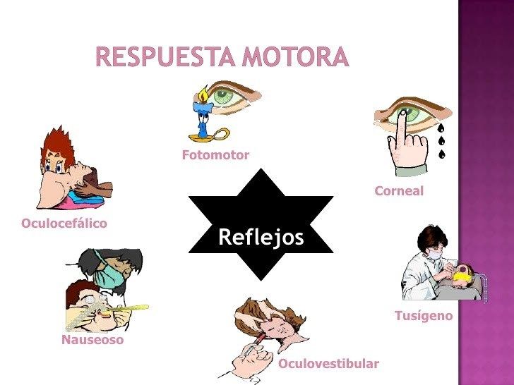 Las Similitudes en Femenino y Masculino