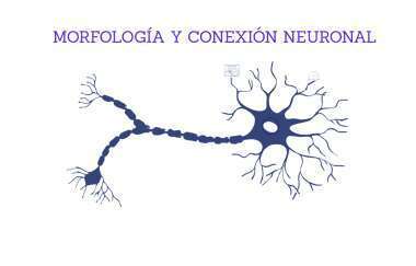 Las Similitudes en Femenino y Masculino