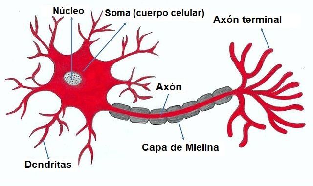 Las Similitudes en Femenino y Masculino