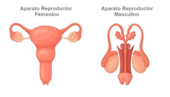 Las Similitudes en Femenino y Masculino