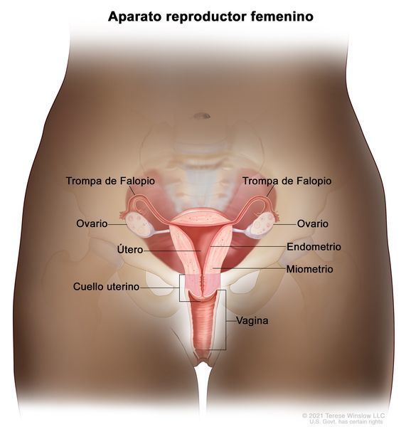 Las Similitudes en Femenino y Masculino