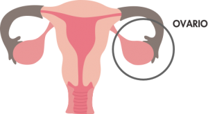 Las Similitudes en Femenino y Masculino