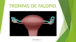Las Similitudes en Femenino y Masculino