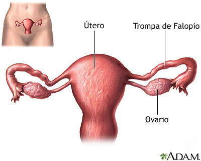 Las Similitudes en Femenino y Masculino