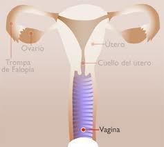 Las Similitudes en Femenino y Masculino