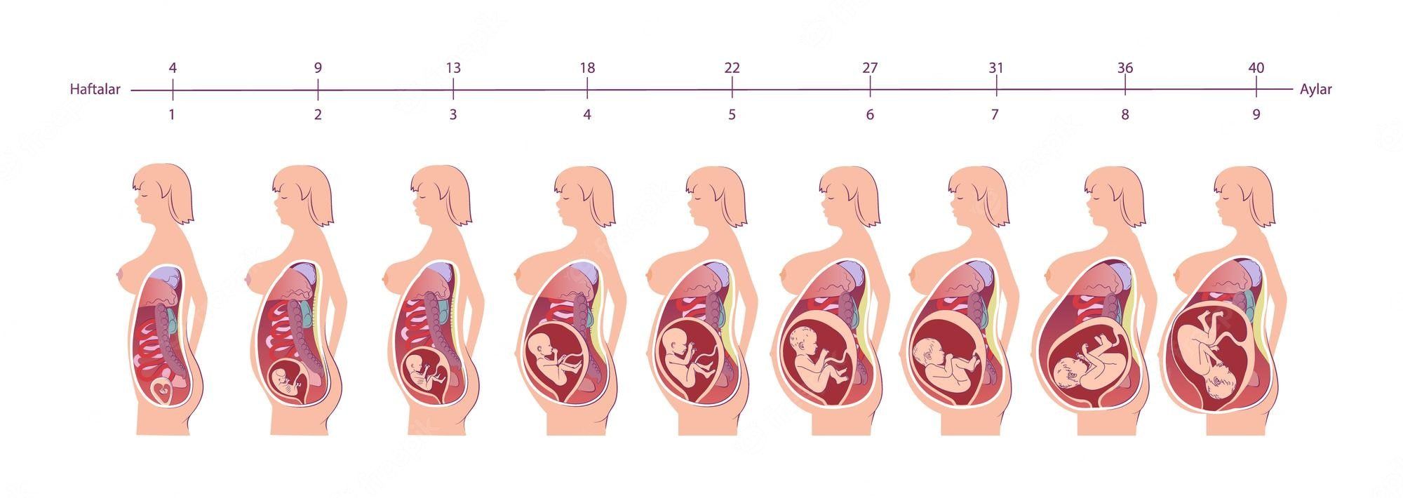 Las Similitudes en Femenino y Masculino
