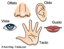 Funcionamiento del sistema nervioso y reproductivo.