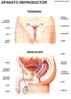 Relación del sistema nervioso y reproductivo