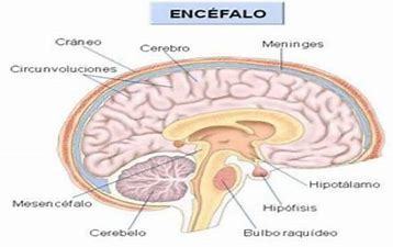 La relación de los sistemas nervioso y reproductivo.