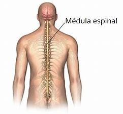 La relación de los sistemas nervioso y reproductivo.