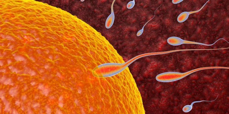 Relación del sistema nervioso y reproductivo