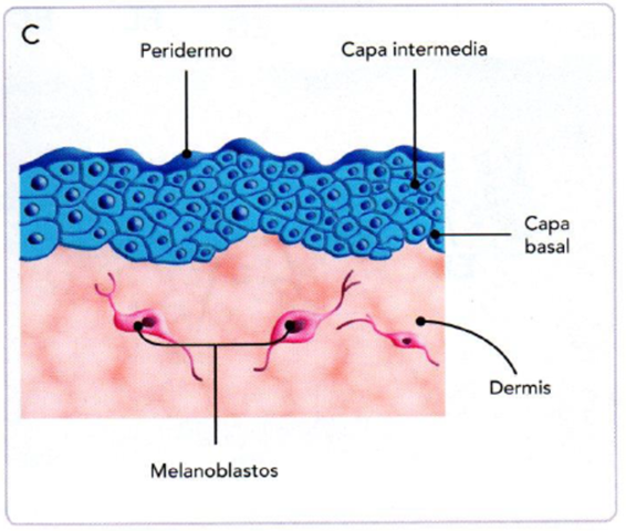 EMBRIOLOGIA DE SISTEMA TEGUMENTARIO
