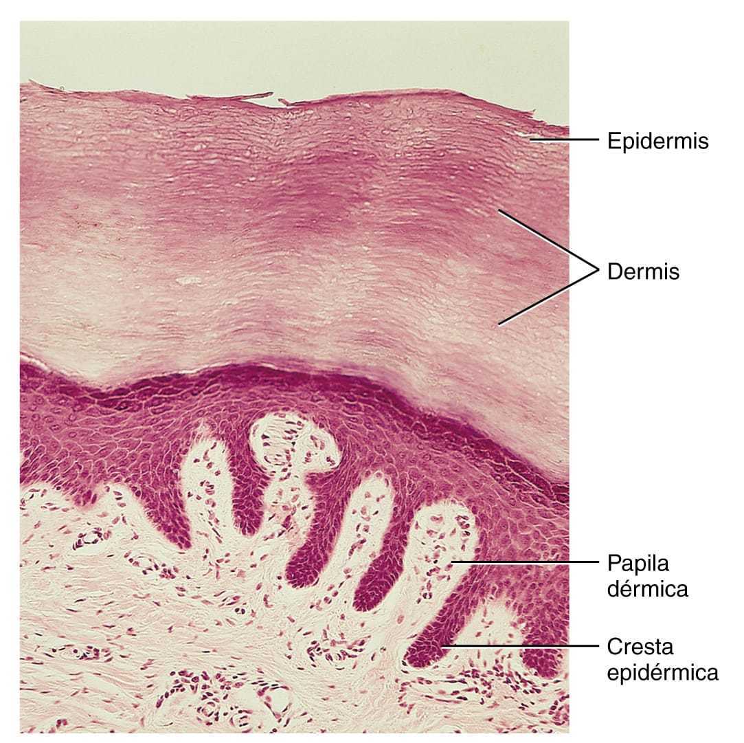EMBRIOLOGIA DE SISTEMA TEGUMENTARIO