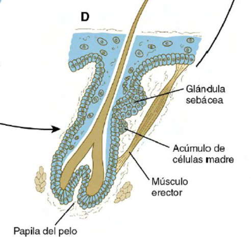EMBRIOLOGIA DE SISTEMA TEGUMENTARIO