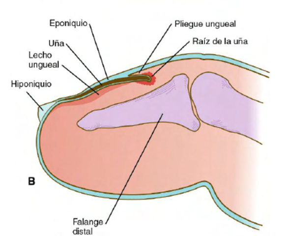 EMBRIOLOGIA DE SISTEMA TEGUMENTARIO