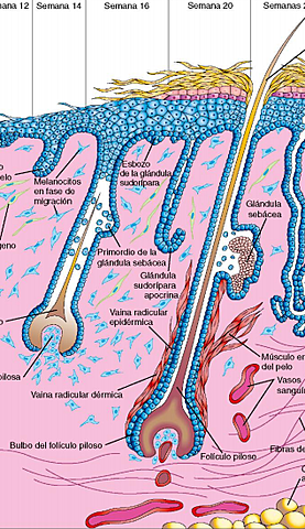 EMBRIOLOGIA DE SISTEMA TEGUMENTARIO