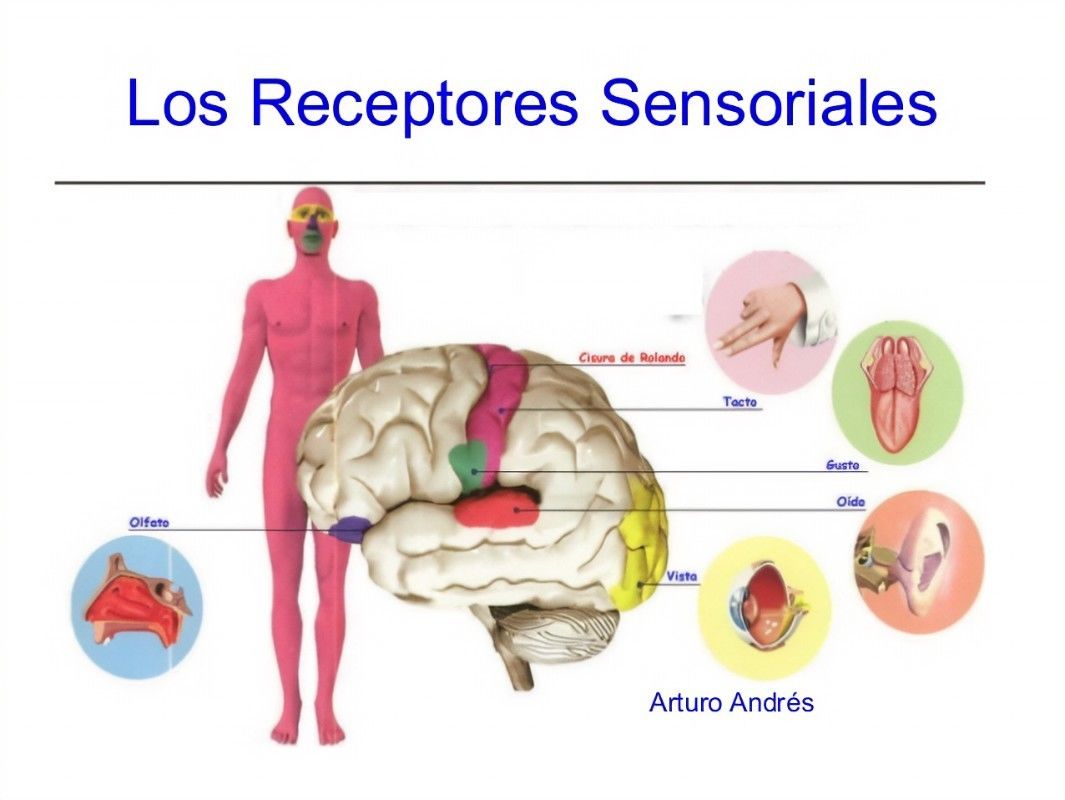 "Relación de los sistemas nervioso y reproductivo"