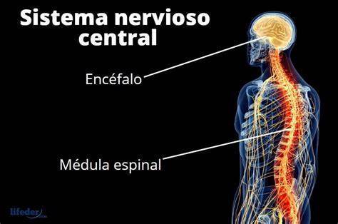 "Relación de los sistemas nervioso y reproductivo"