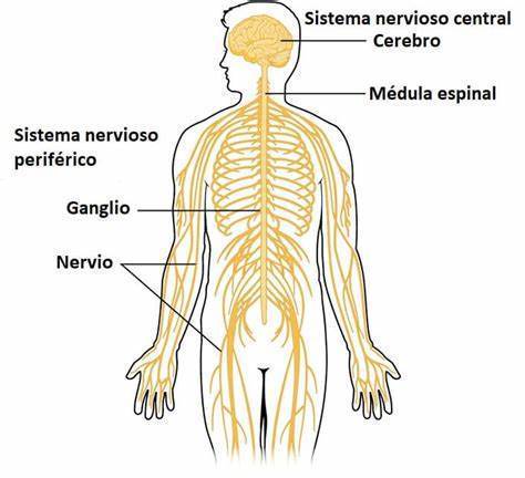 "Relación de los sistemas nervioso y reproductivo"