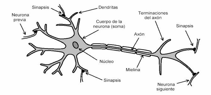 Sistema nervioso y Sistema reproductivo | M16S3AI5