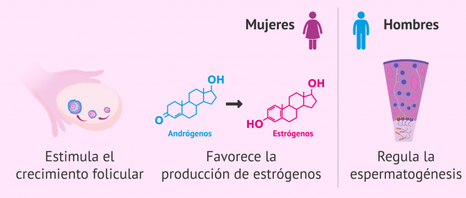 Relación de los Sistemas Nervioso y Sistema Reproductivo