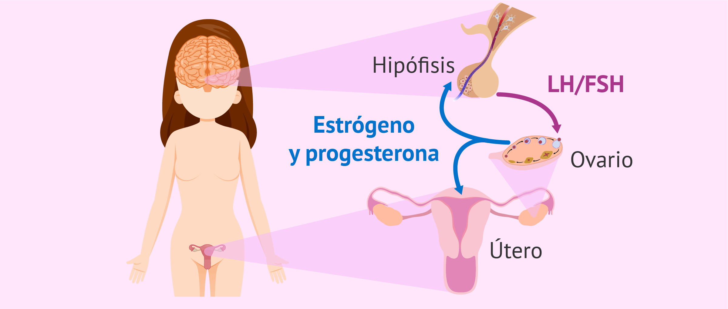 Relación de los Sistemas Nervioso y Sistema Reproductivo