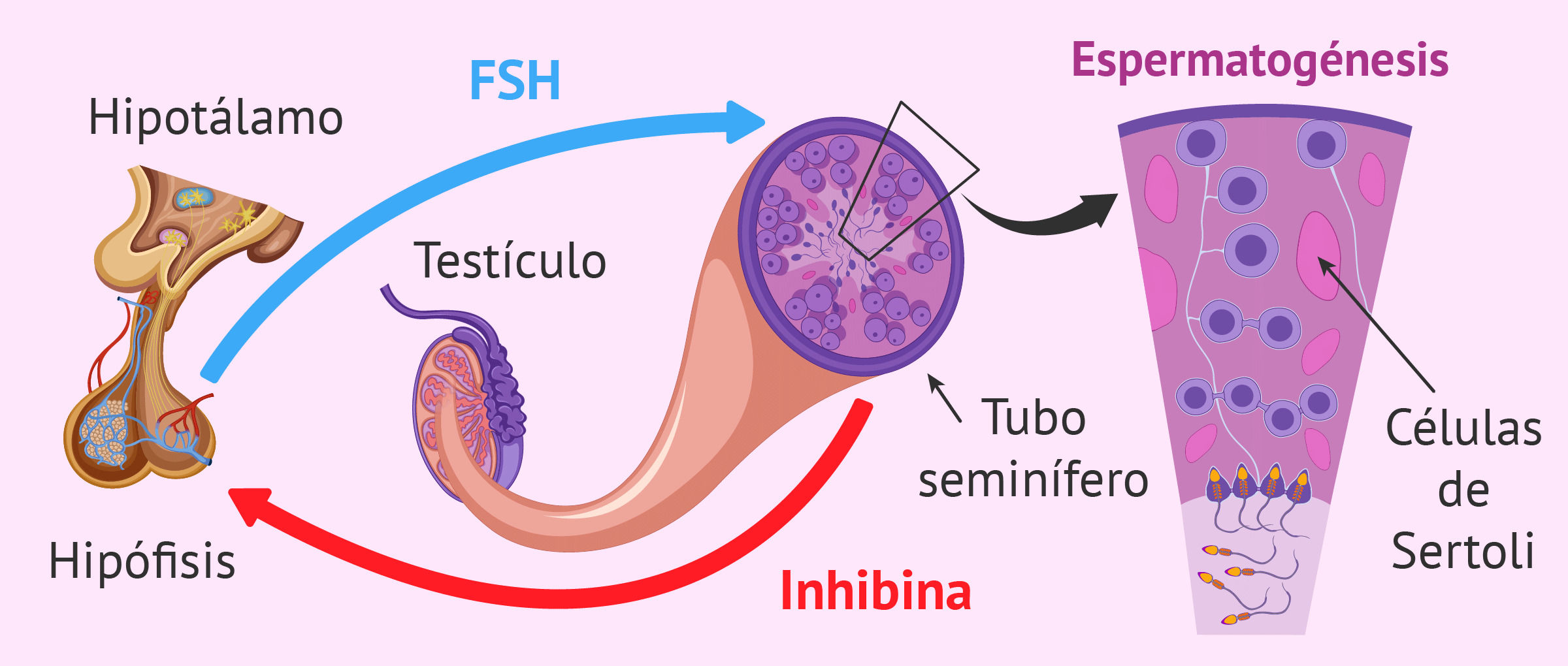 Relación de los Sistemas Nervioso y Sistema Reproductivo