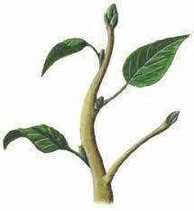Raíz, tallo y Hojas: el cuerpo vegetal primario