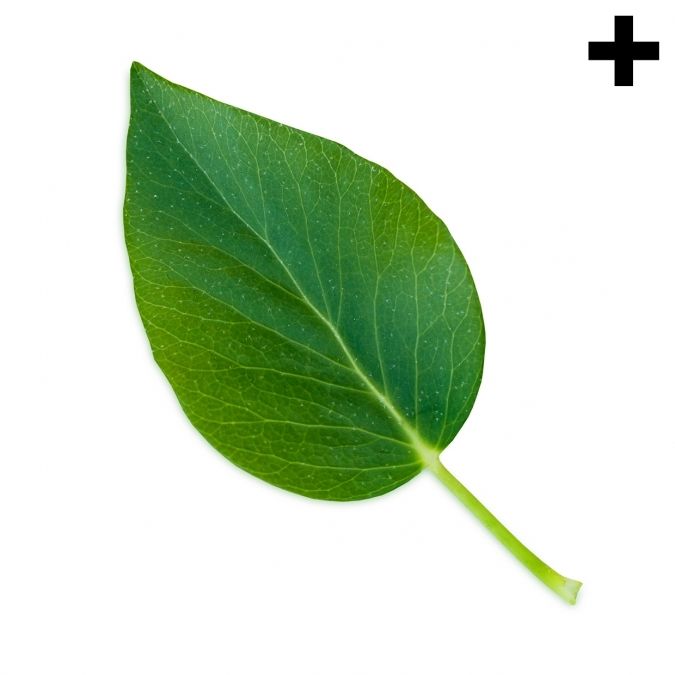 Raíz, tallo y Hojas: el cuerpo vegetal primario