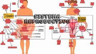 Sistema nervioso y reproductivo