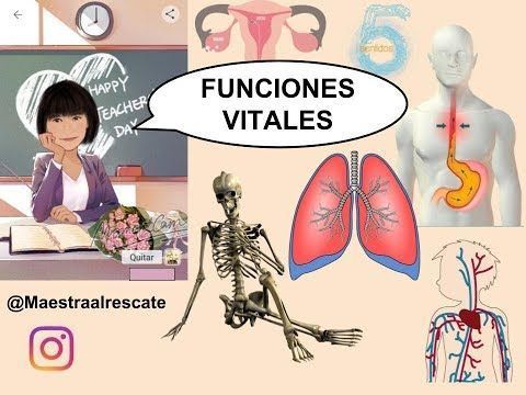 Sistema nervioso y reproductivo.