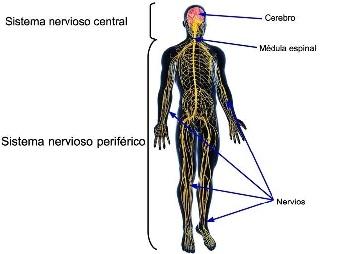 Sistema nervioso y reproductivo.