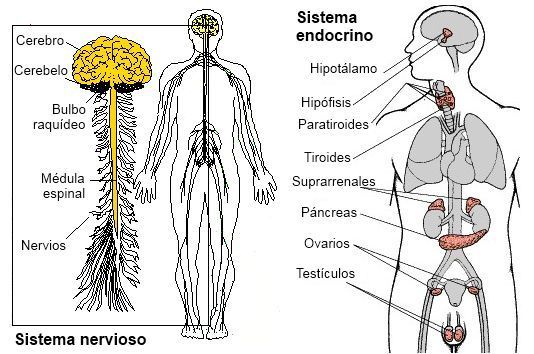 Sistema nervioso y reproductivo.