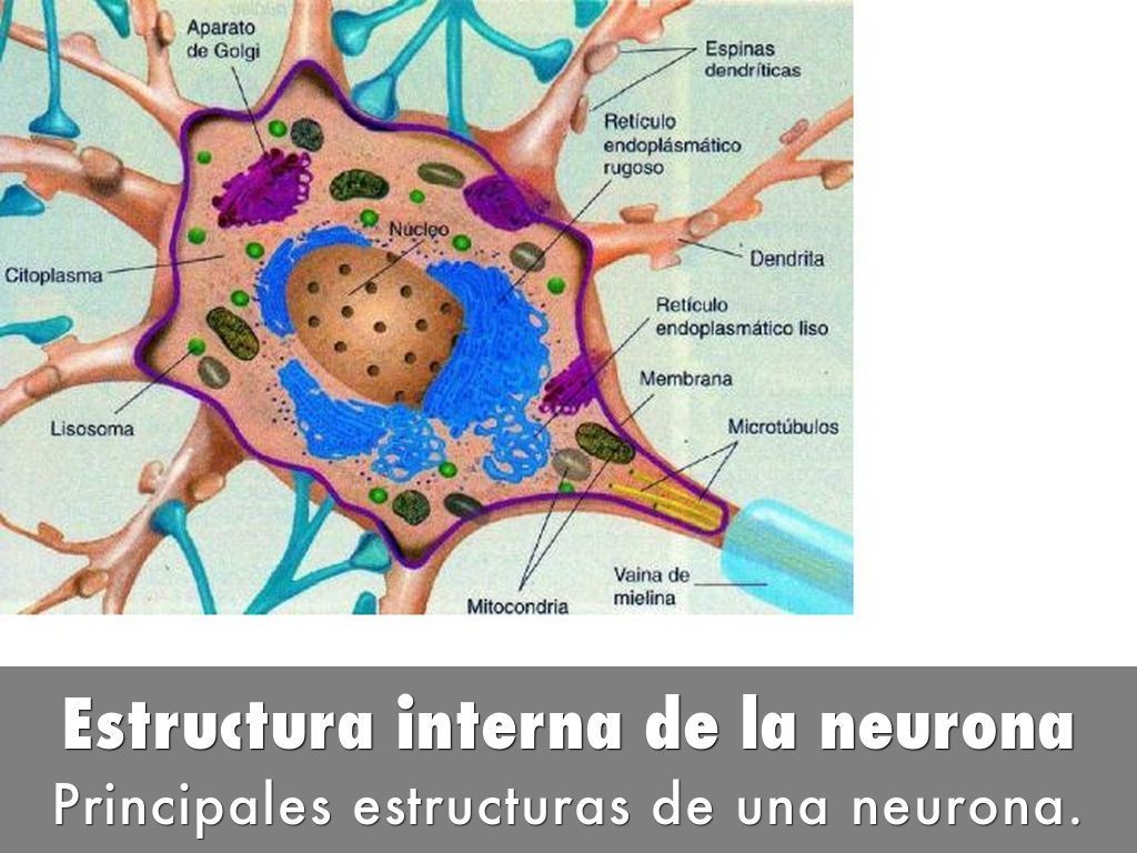 Sistema nervioso y reproductivo.