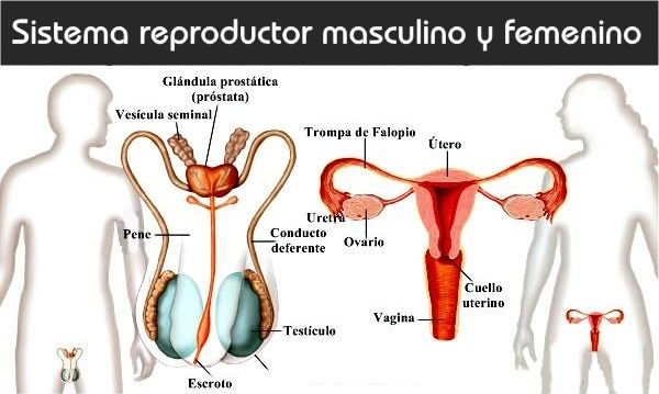 Sistema nervioso y reproductivo.