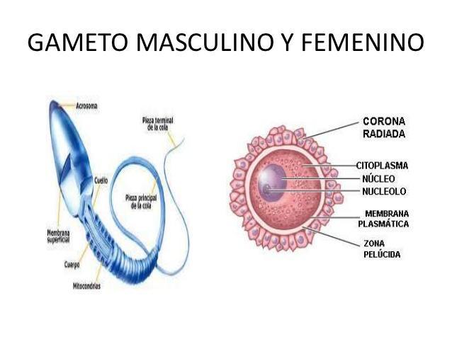 Sistema nervioso y reproductivo.