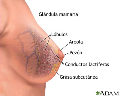 Sistema nervioso y reproductivo.