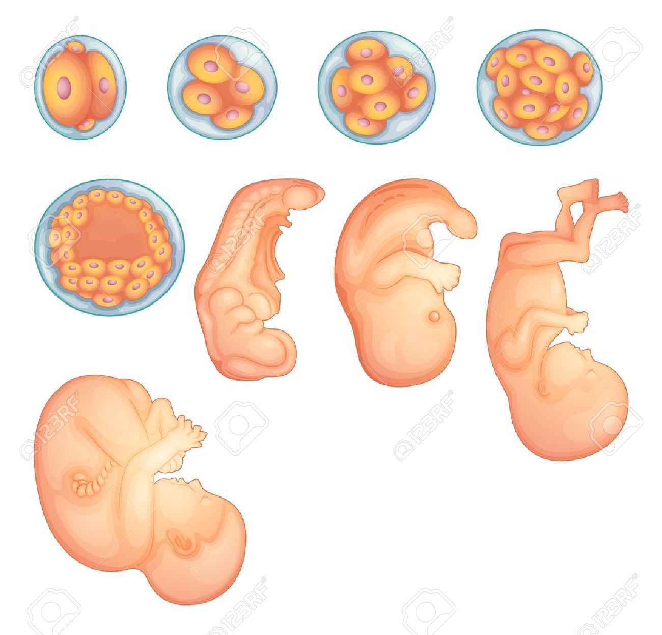 Sistema nervioso y reproductivo.