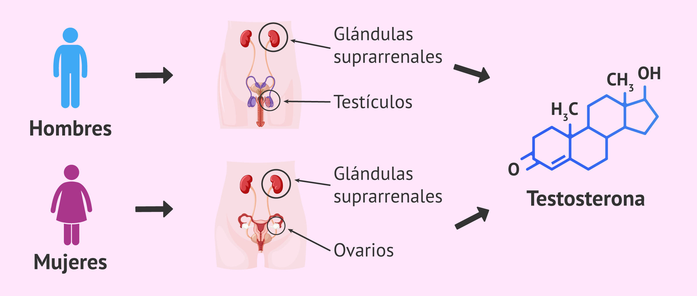 Sistema nervioso y reproductivo.