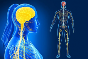 Sistema nervioso y reproductivo, similitudes, diferencias, funcionamiento y todo lo que debes saber.