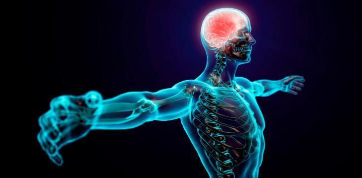 Sistema nervioso y reproductivo, similitudes, diferencias, funcionamiento y todo lo que debes saber.