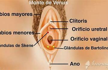 sistema nervioso y reproductivo